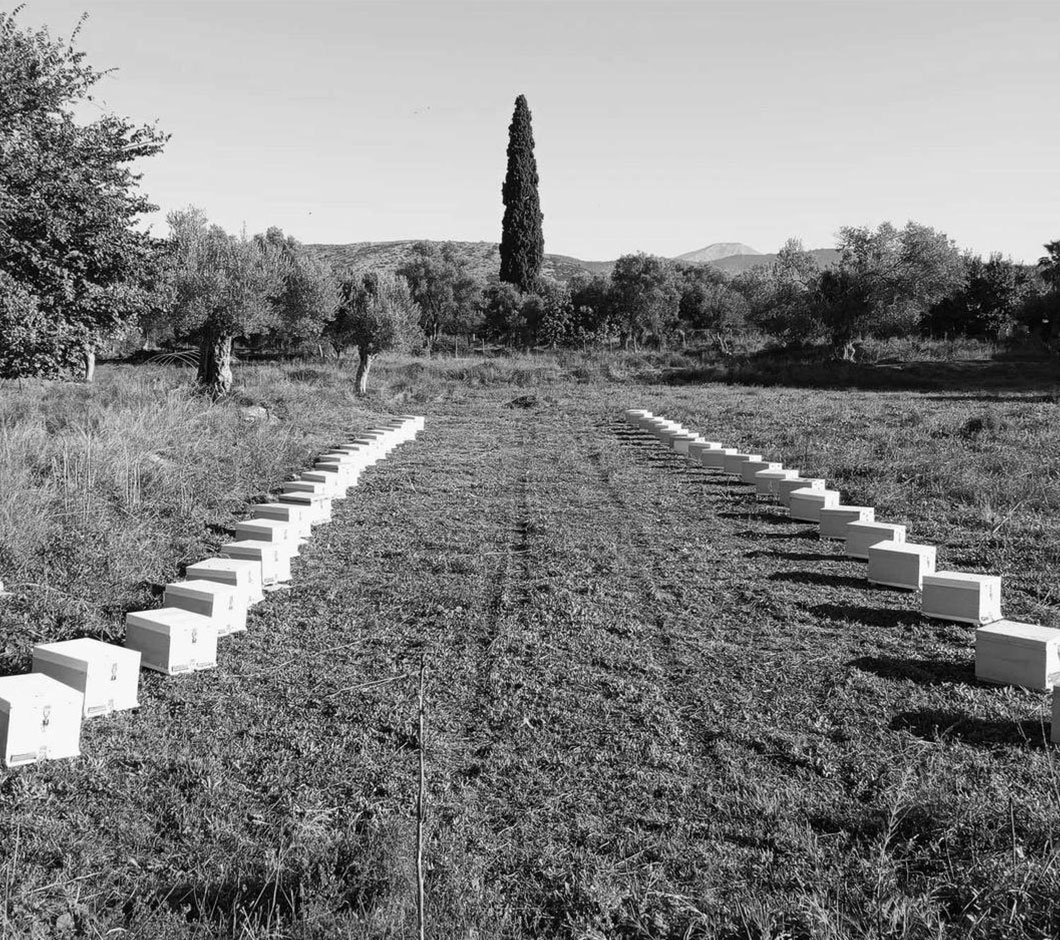 Genevia Honey Κυψέλες